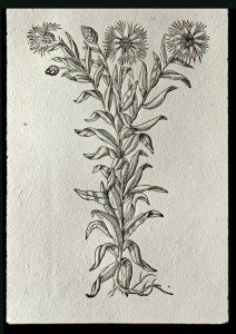Cyanus maior (Cornflower) printed on hand-made paper